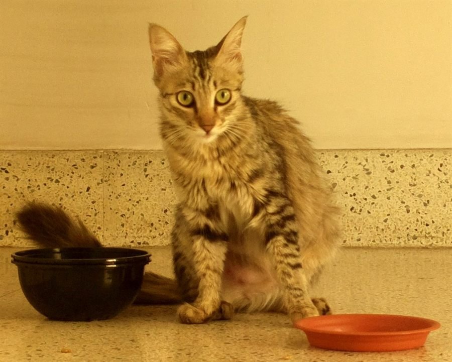 Gato ao lado de seus potes de alimentação