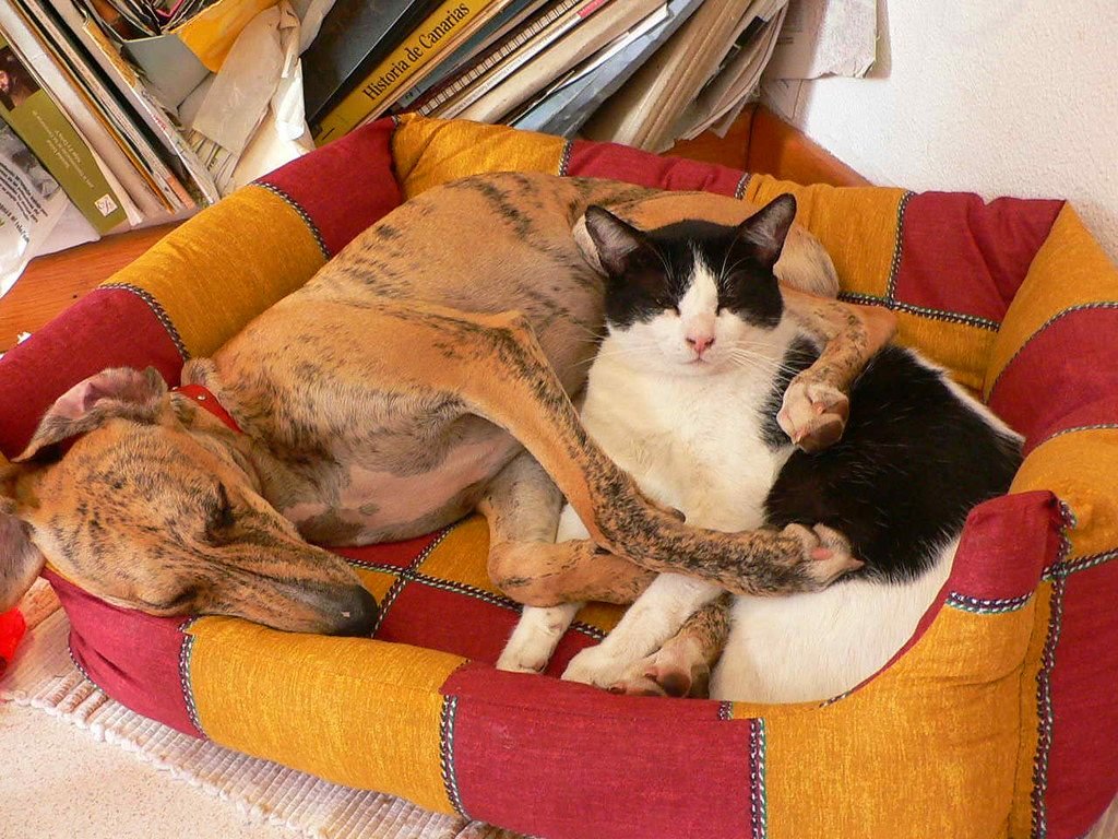 Cão e gato descansando juntos em uma caminha