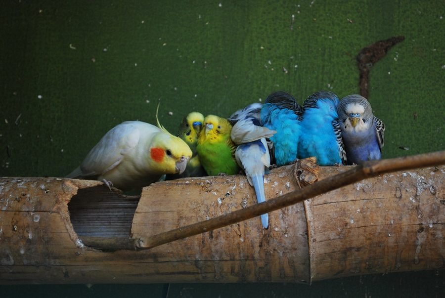 Periquitos e calopsita reunidos em um poleiro